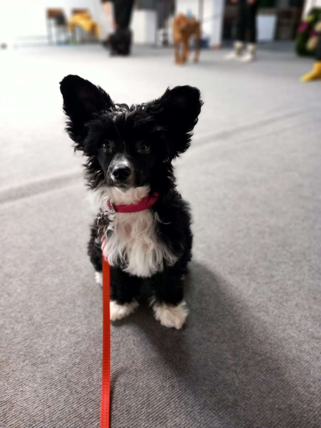 Finhani Rumi The Demon Hunter