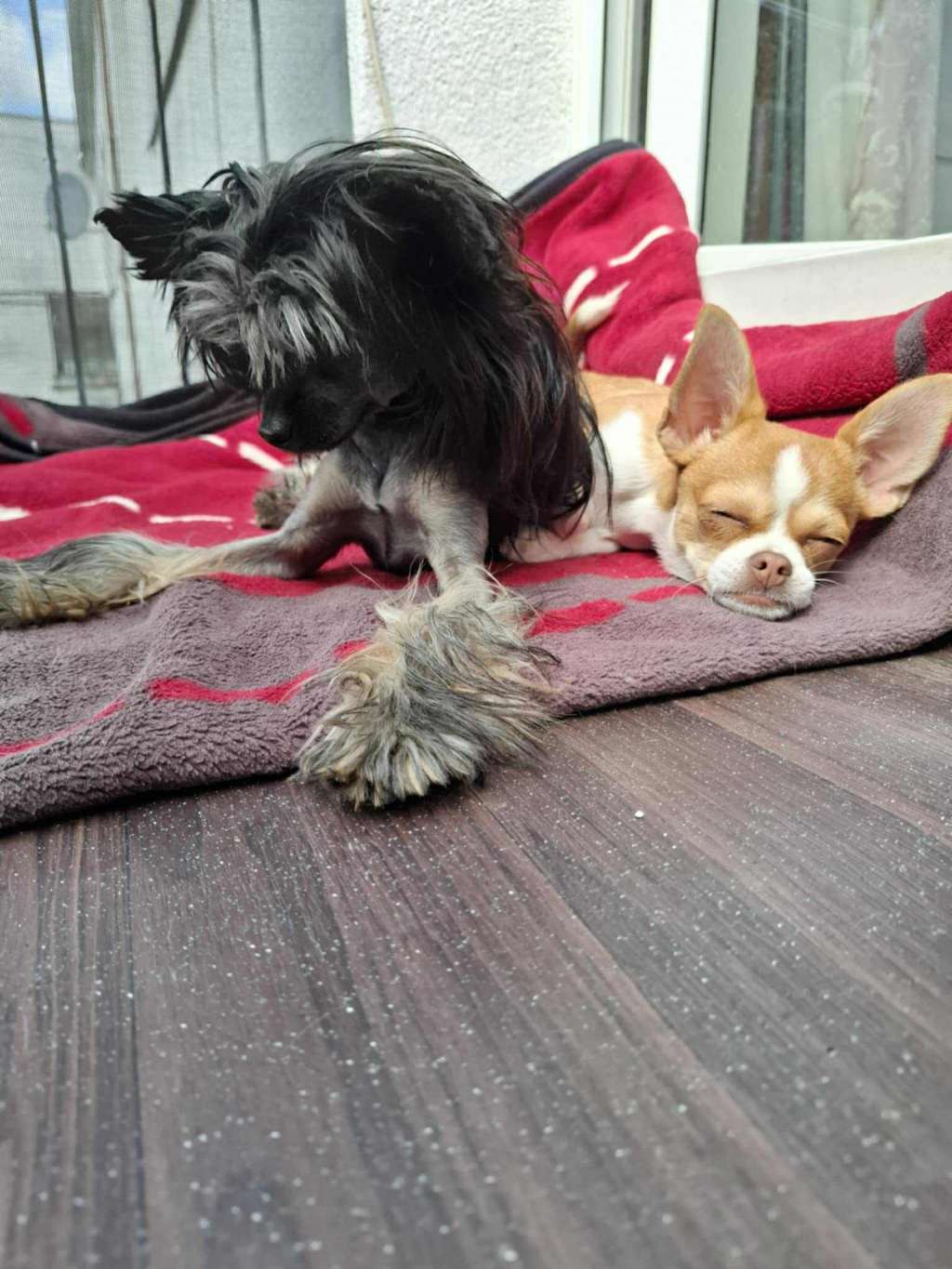 Nora Kings of Dreams