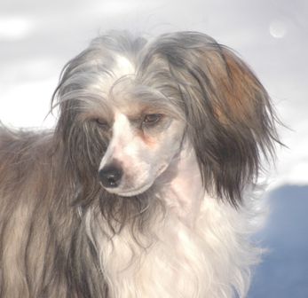 My Little Pony Aragorn