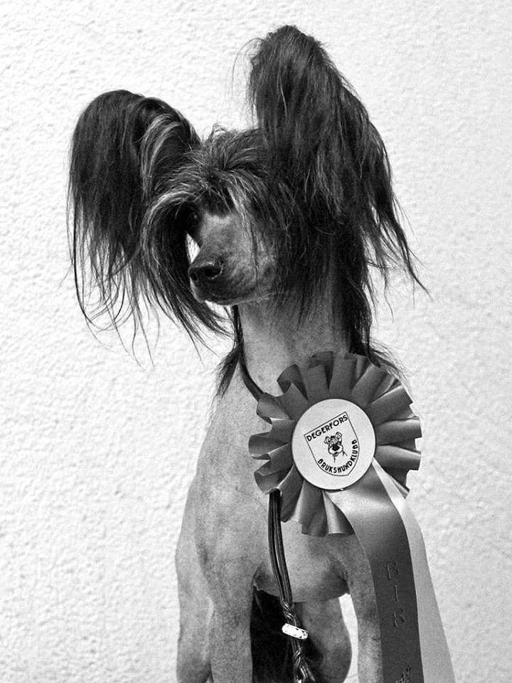 MhaLhi's Happy Holiday