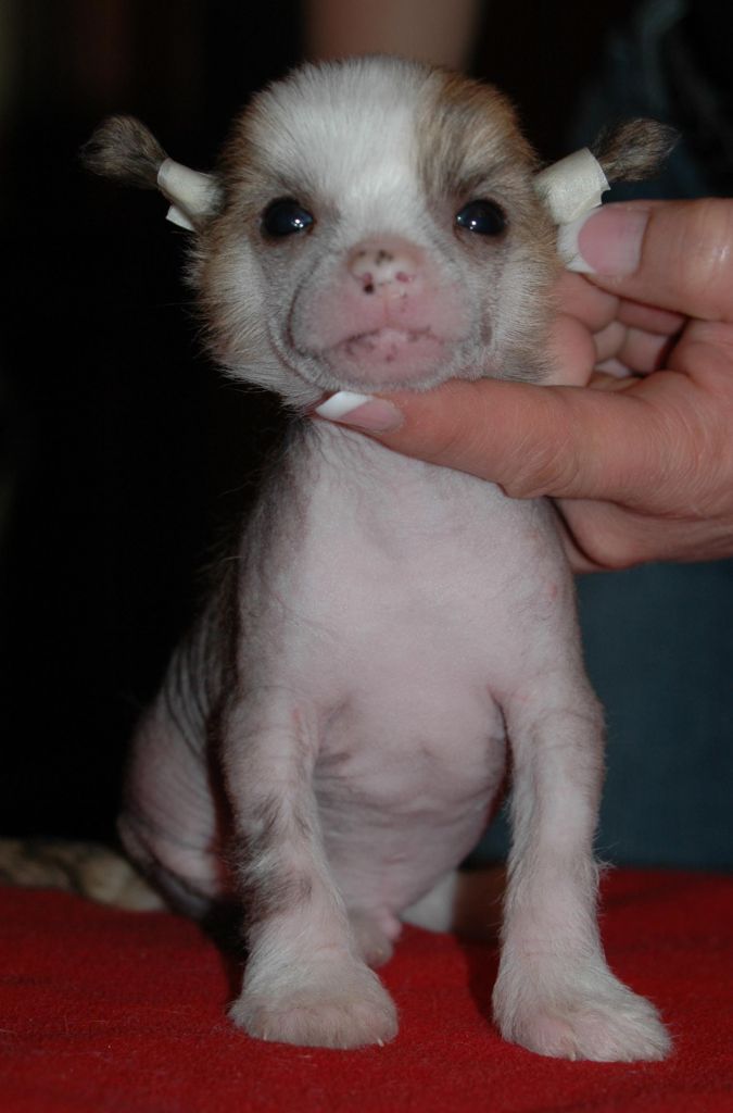 Fine Sancho Little Champs