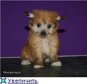 Holly Dolly iz Jablonevogo Sada