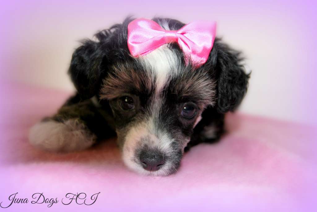 Kathleen Tells Secrets Juna Dogs FCI