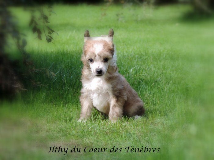 Ilthy Du Coeur Des Tenebres