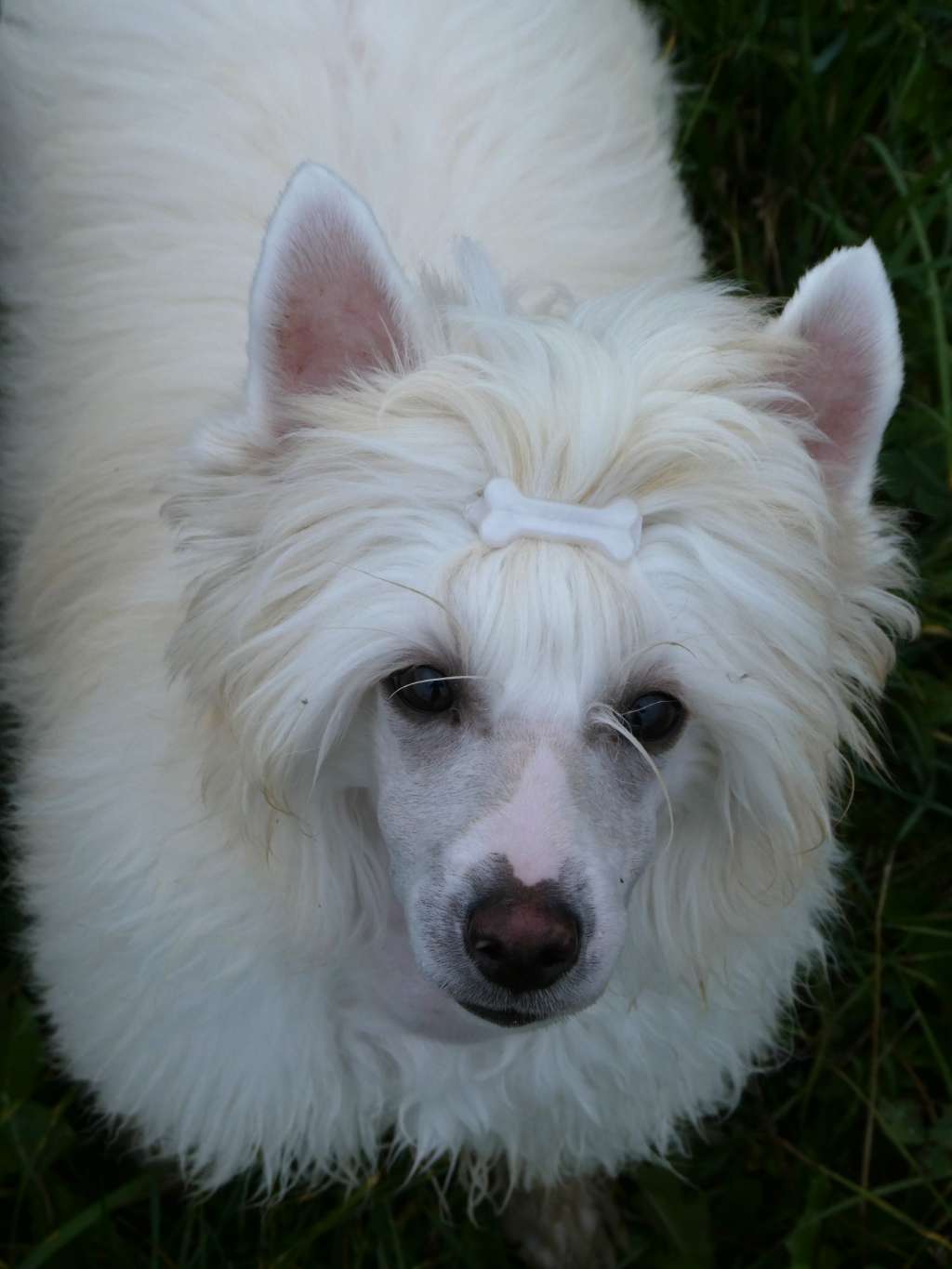 Amundsen's Snow DraCZata