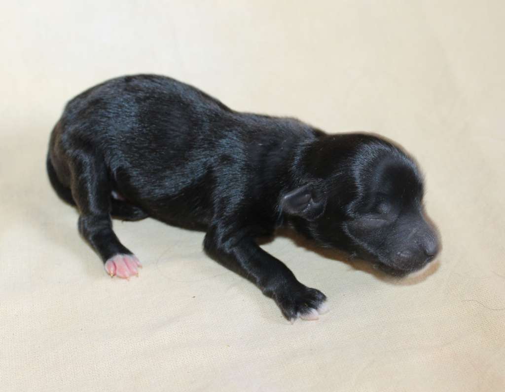 Charuyuschiy Soblazn Kari bright flash