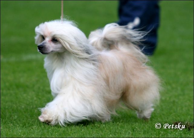 Dragon Moon Helen Of Troy