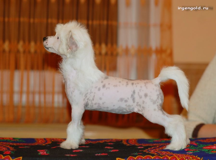 Irgen Gold Pani Zosya