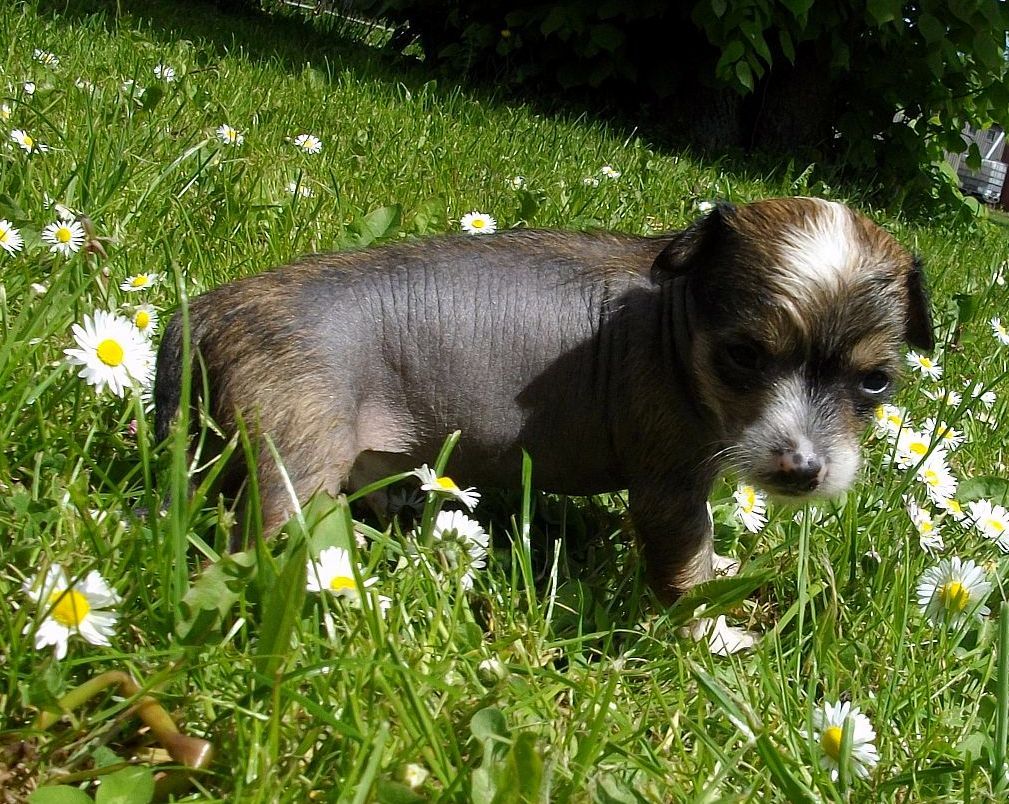 Be My Dog's Quick Nick