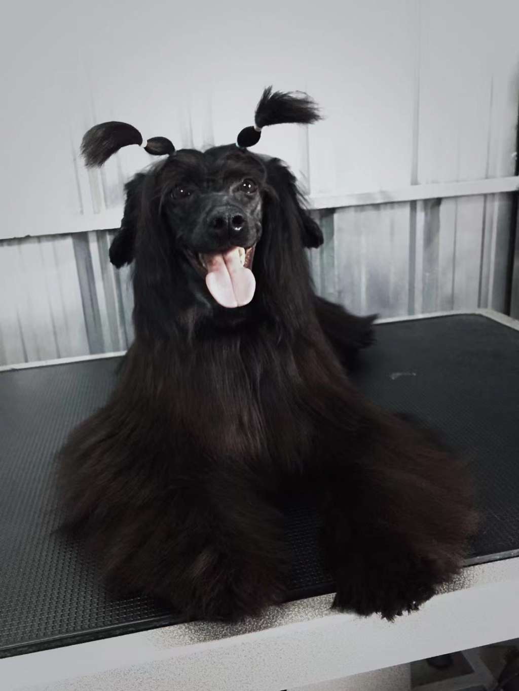 Rosa sinensis of Black Coffee