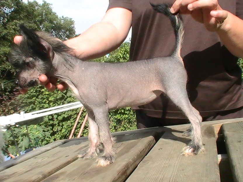 Blue bird paradise Joquiperle