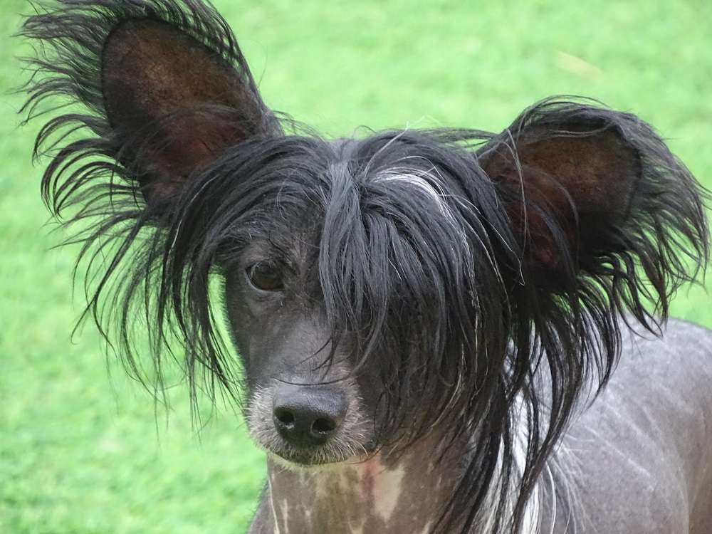 Lunacrest Hector's Kiss