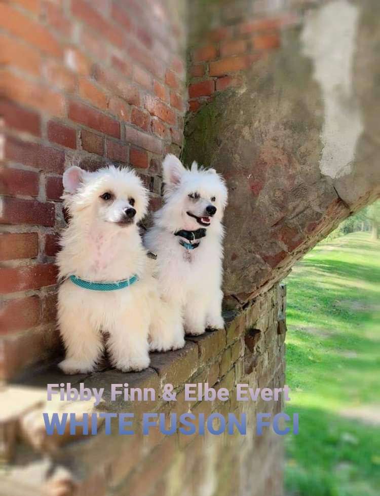 Fibby Finn White Fusion