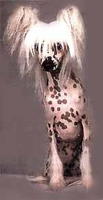 Gorman's Kiwi Razzmatazz