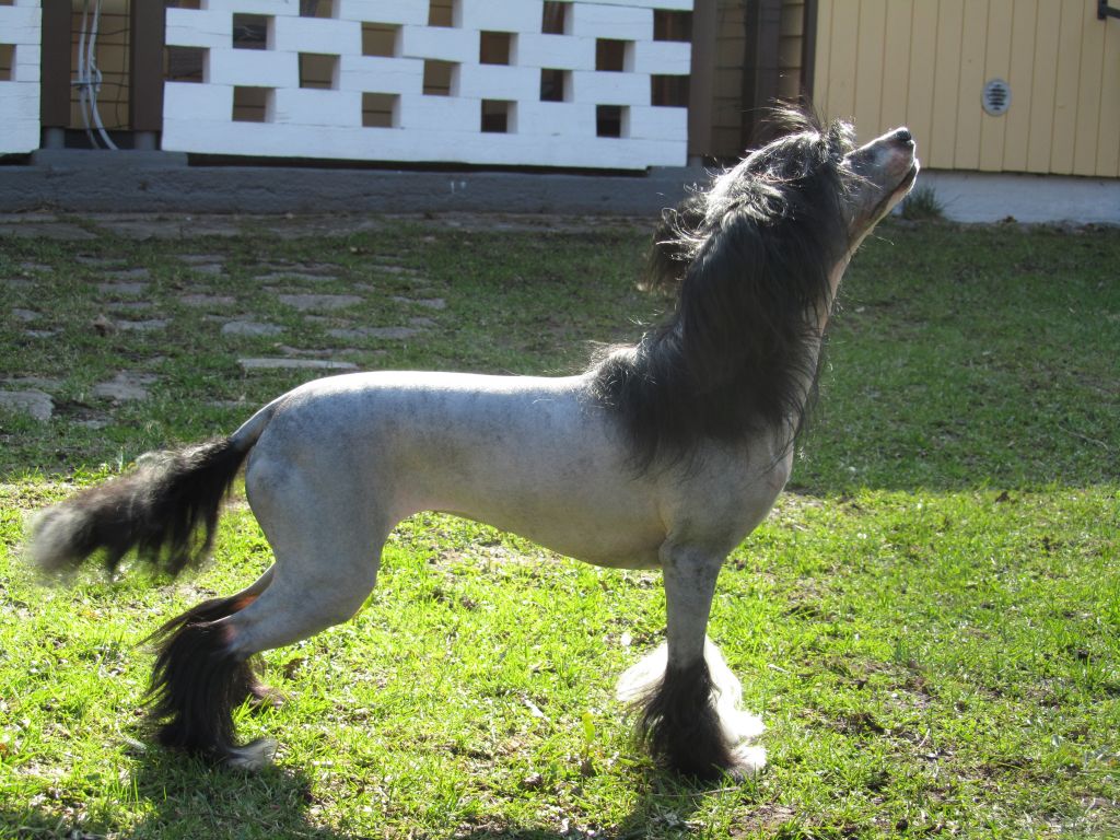 Practical Hero Furious In Jammings