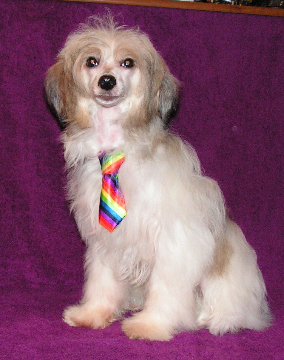 Imir Just Beauty Mitau