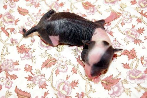 Oriental Jokes Electron