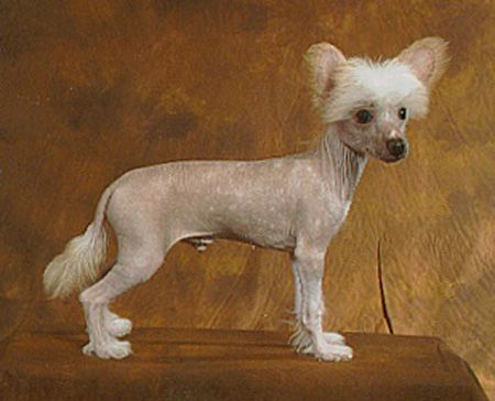 Candy Queen's Walk On Top