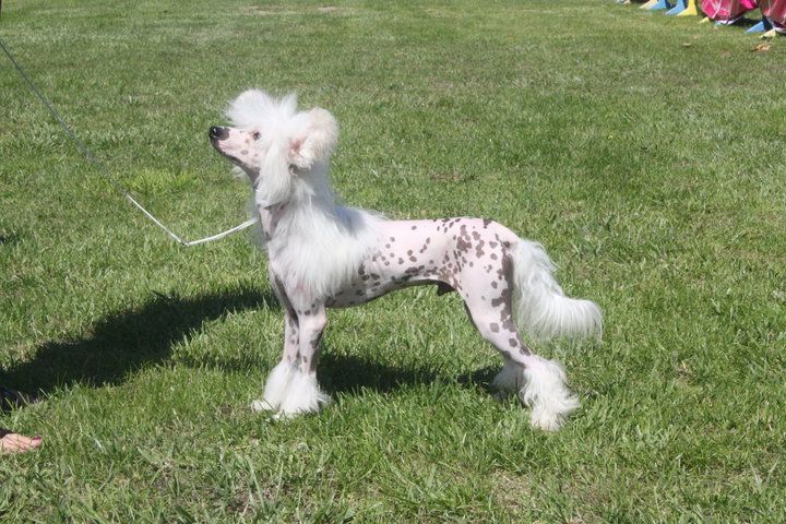 atxarrea snowflake of snow
