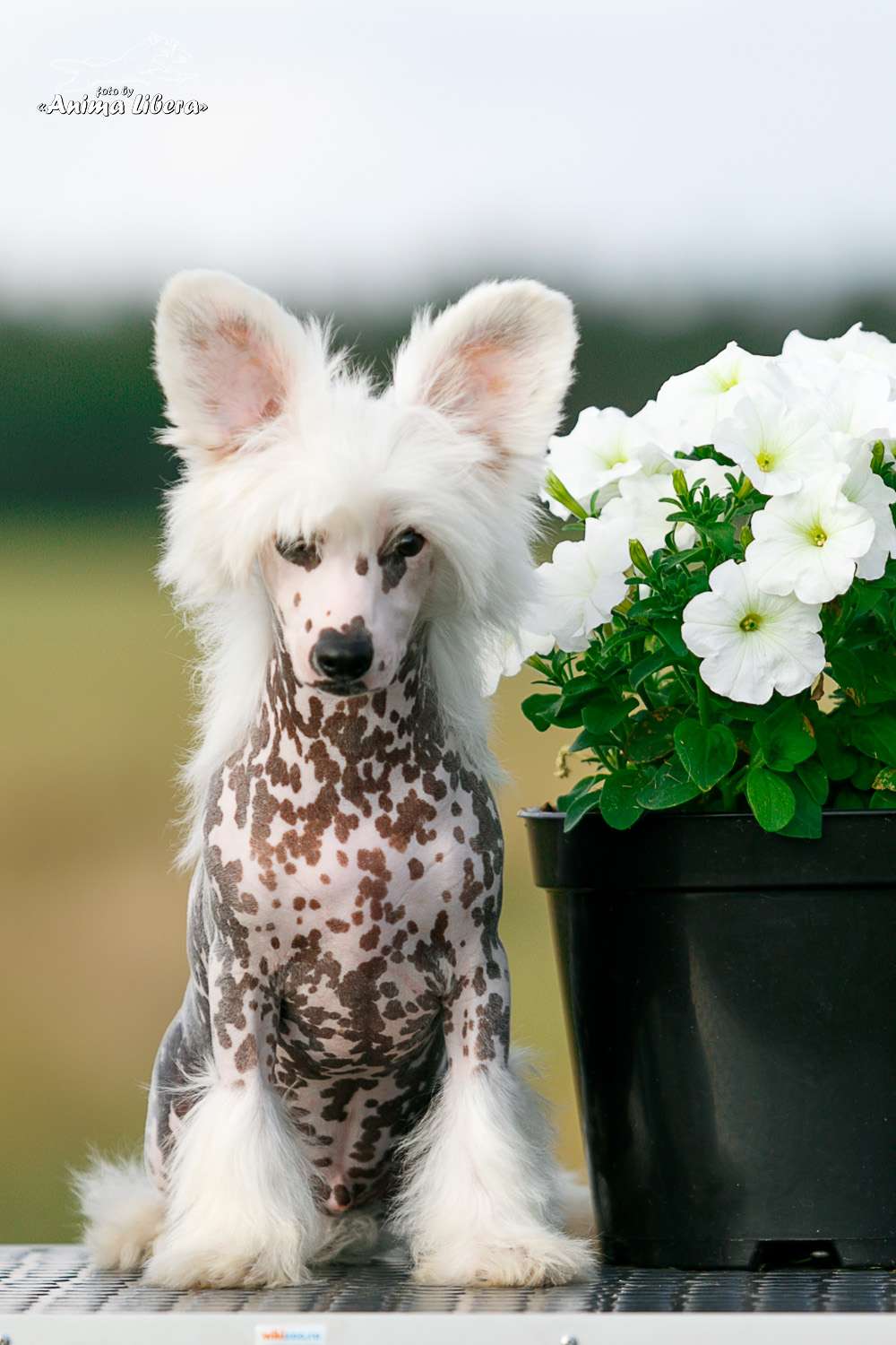 Sol'tanto Cheesecake