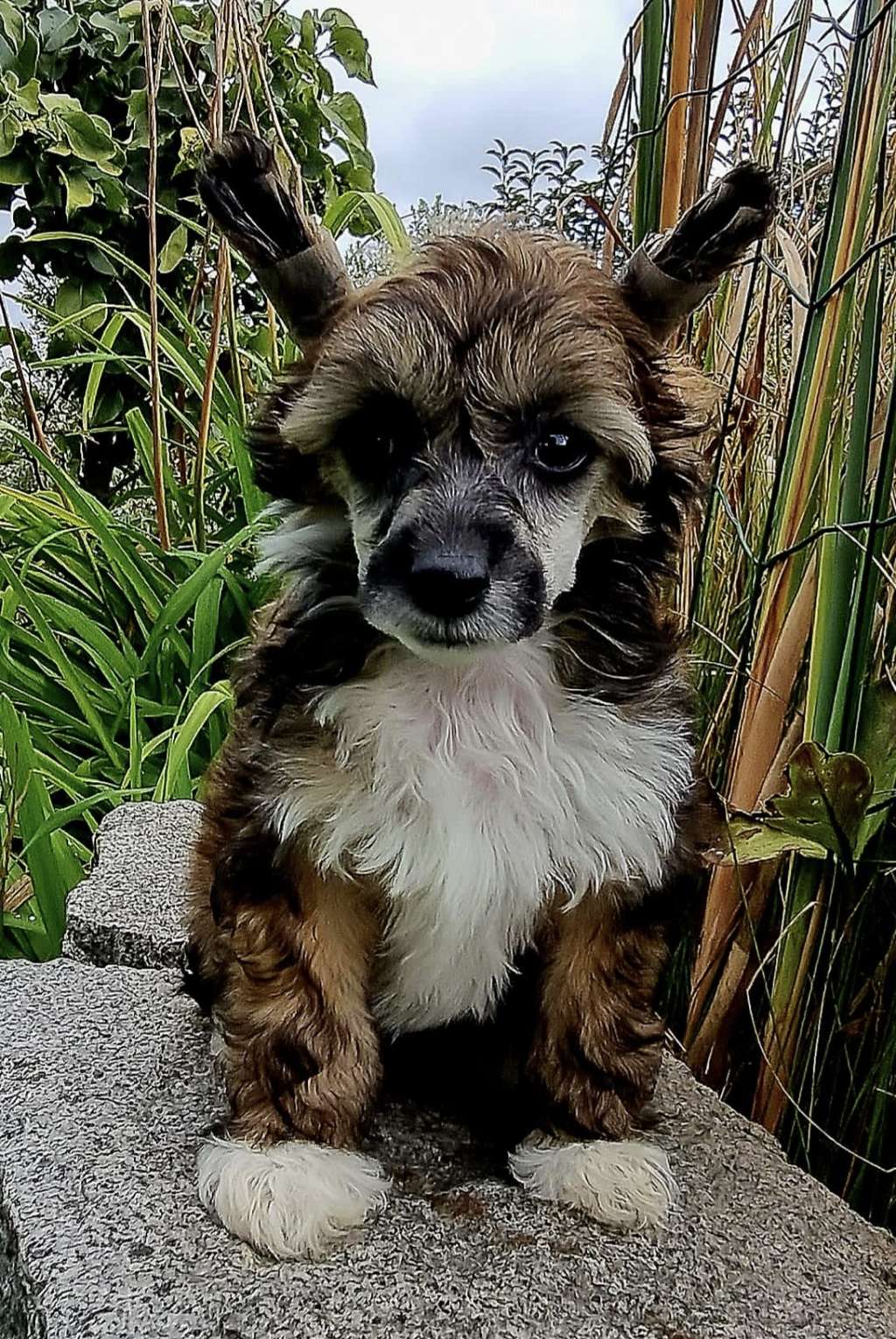 Allegra z Kamilova dvora