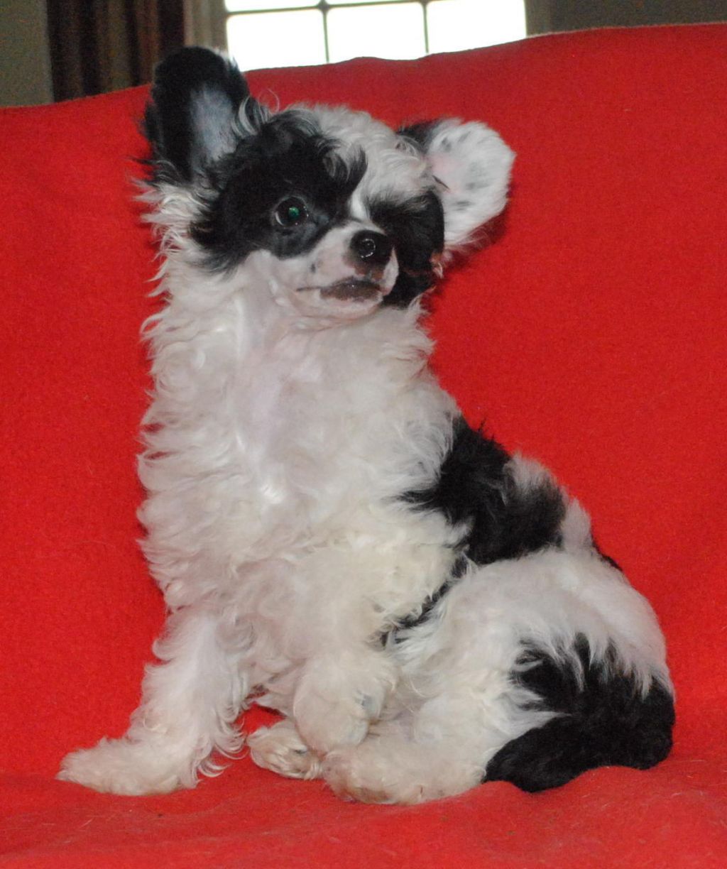 Mr. Smith Di Casa Romano