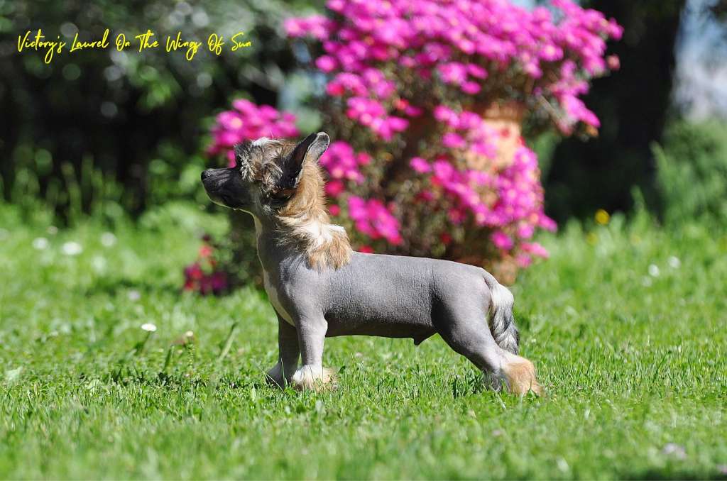 Victory?s Laurel One The Wings Of Sun