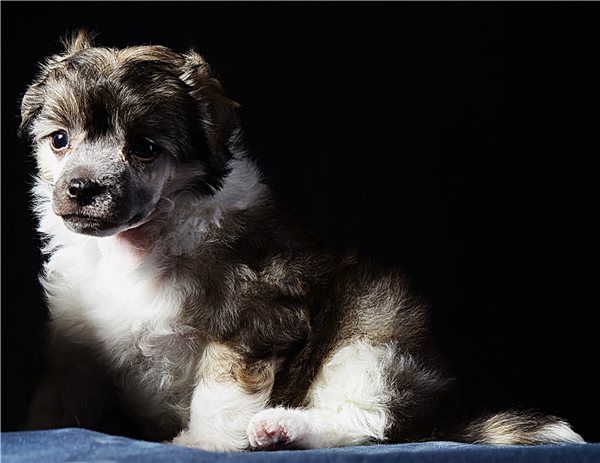 Glimmer of Star  Minodora