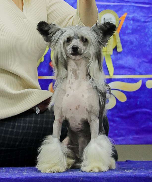 Angel O' Check Nikoletta