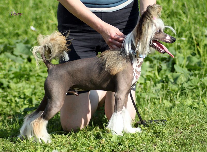 Kristal Yaniry Honor and Glory