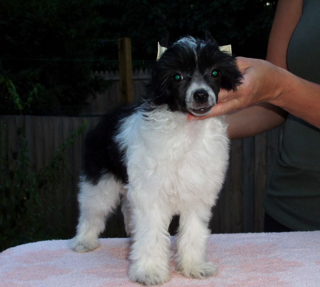 Wickhaven Hillbilly Champagne