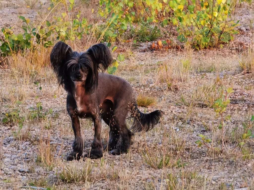 Nightstorms Anastasia