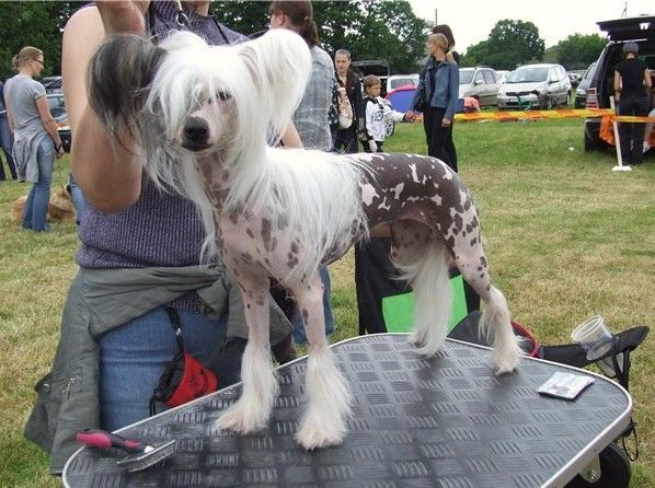 Olegro Katrin Lady Good Luck