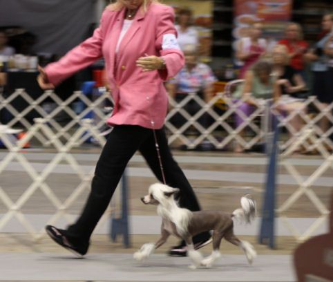 Stillmeadow N Cristall I'm No Cupcake! DOM