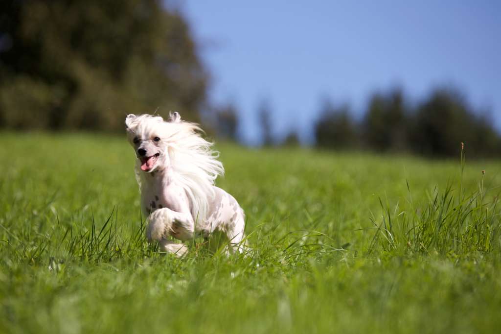 In My Eyes von Shinbashi