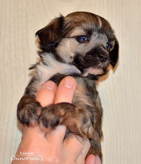 ChinoPata's Jokerface GaGa