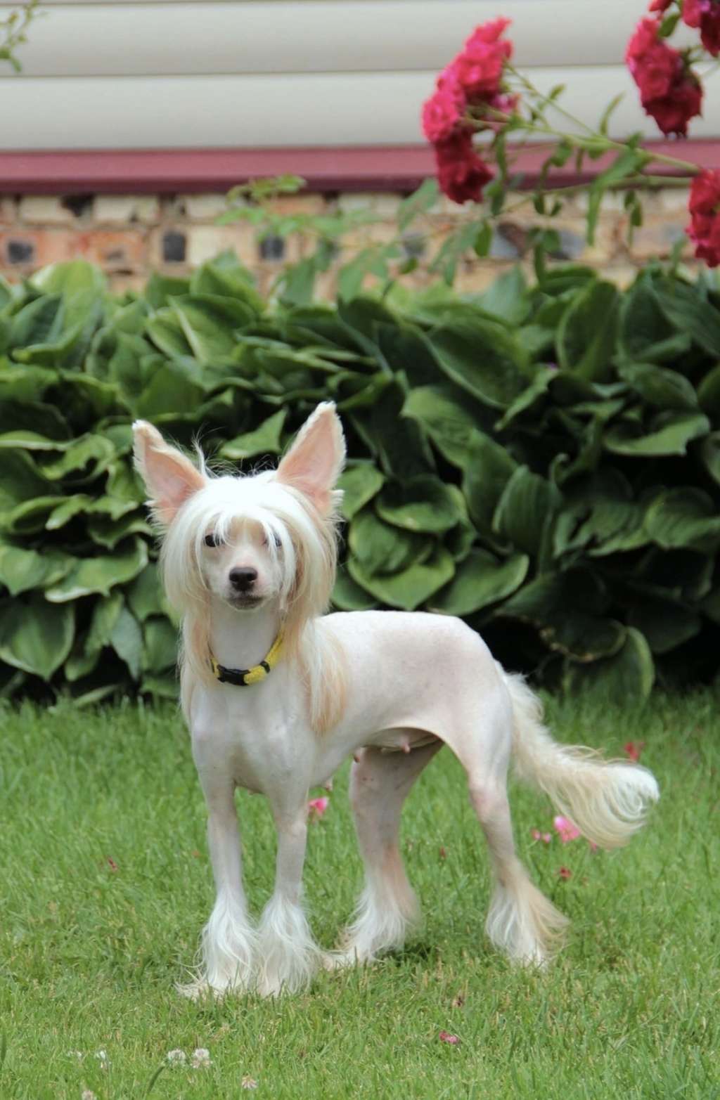 Roland Family Vanessa