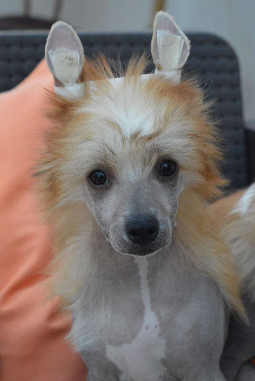 Magnus Staff New Summer