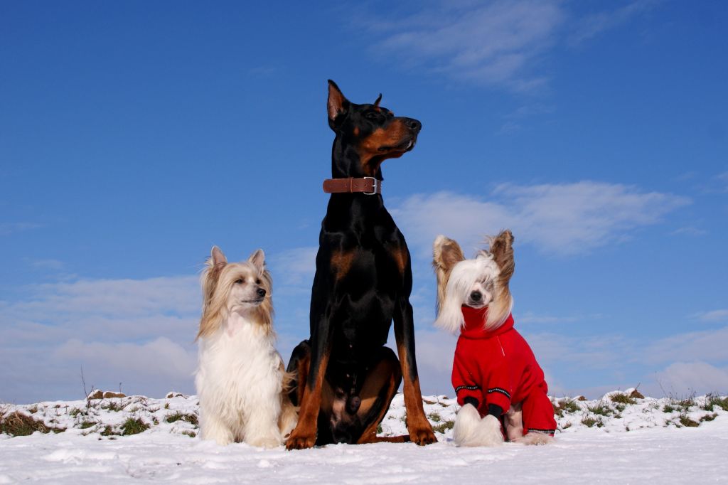 All My Live Princes de la Roses