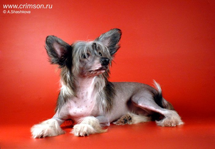 Rus Crimson Empaer Arabian Dream