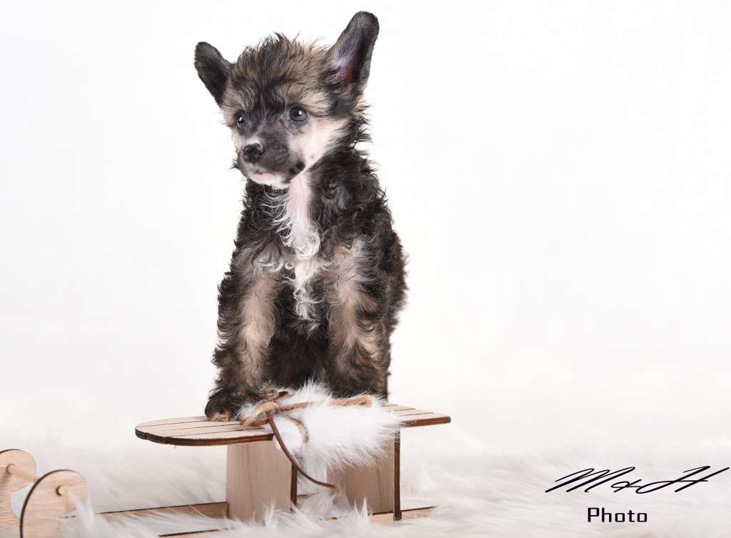 Irish Rose Tattoo von Natelberg