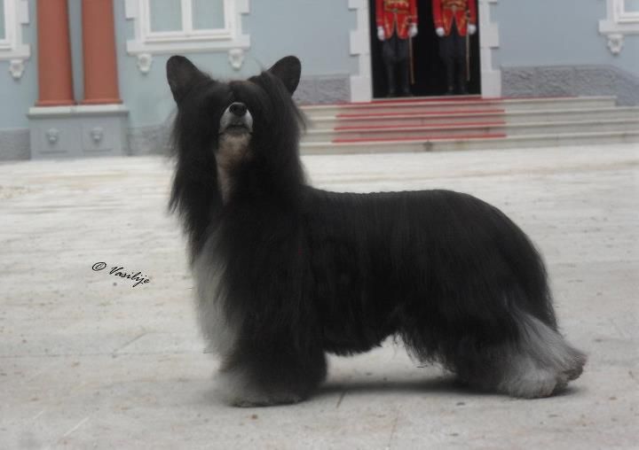 Sun-Hee's Evening Primrose