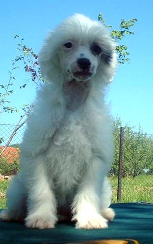 Jiskra z Jasne hvezdy