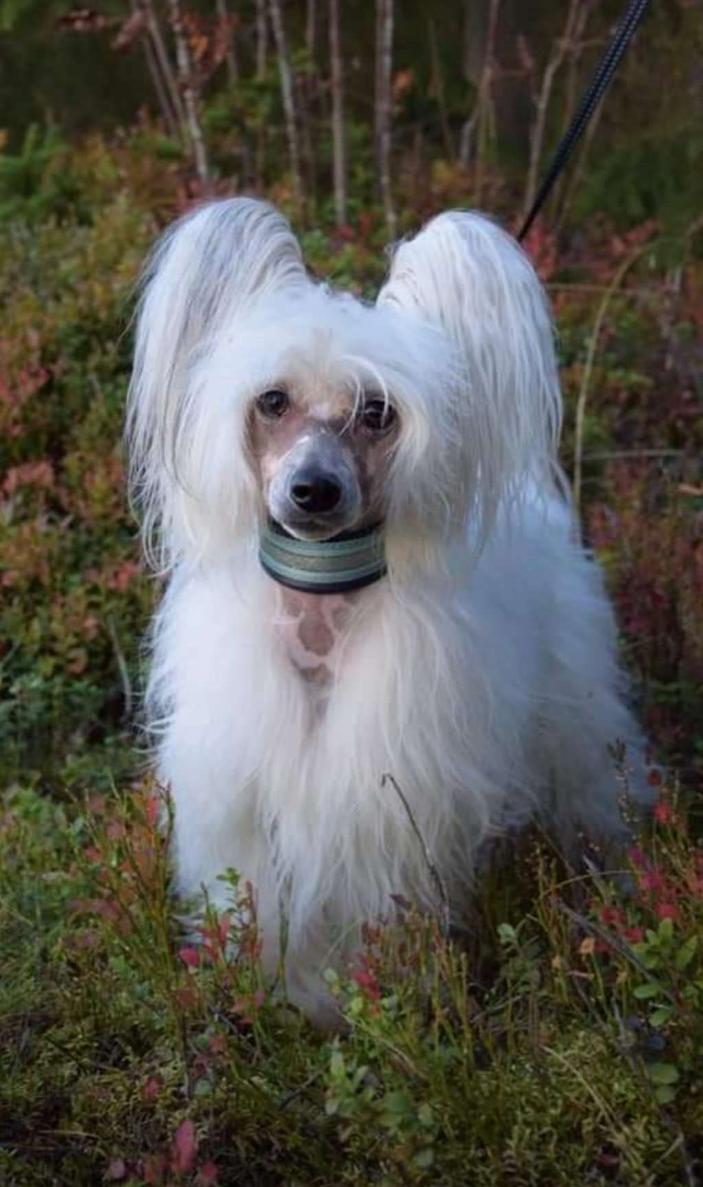 Moelmo's Zee You In My Dreams