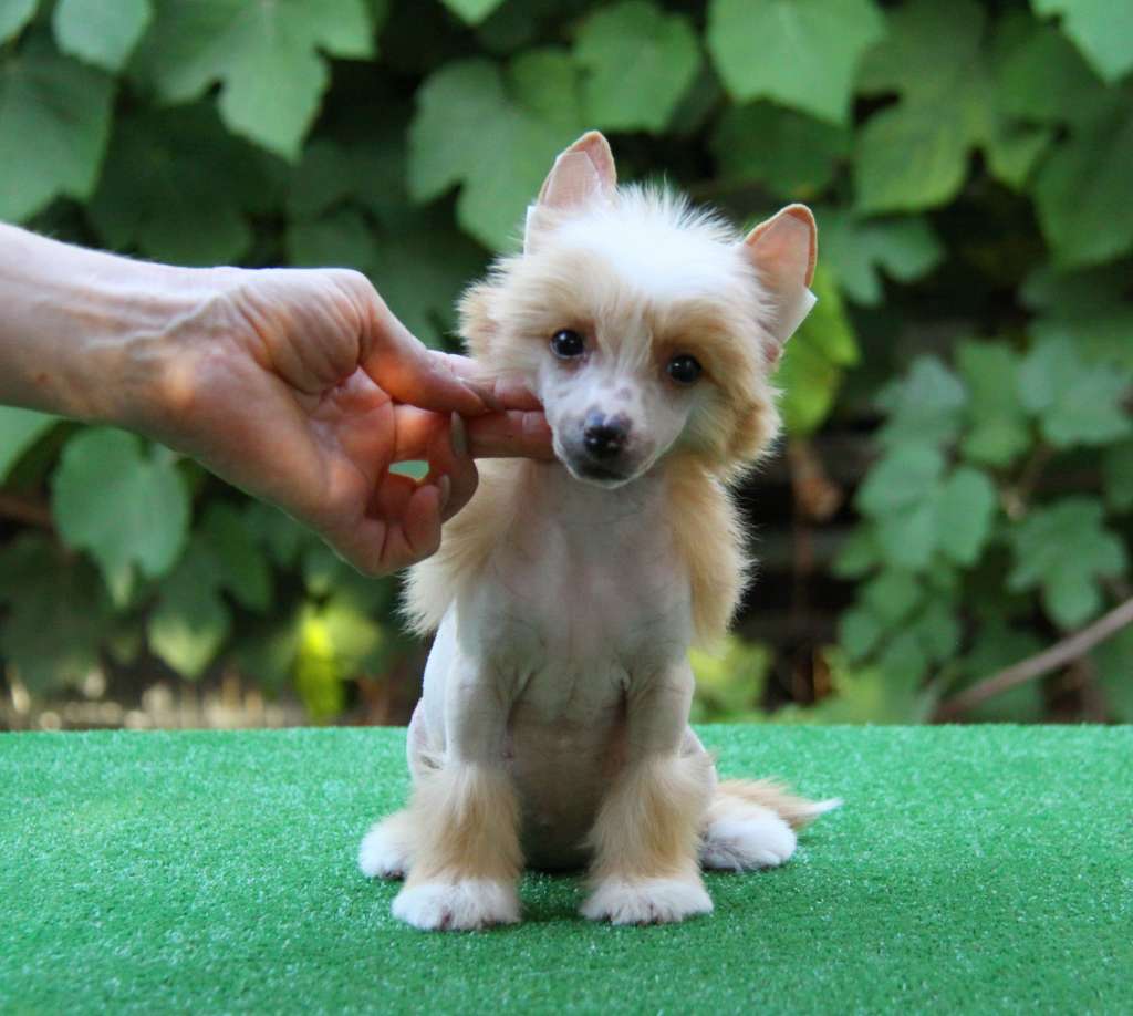 Zheneva-Debjut GRAMMY