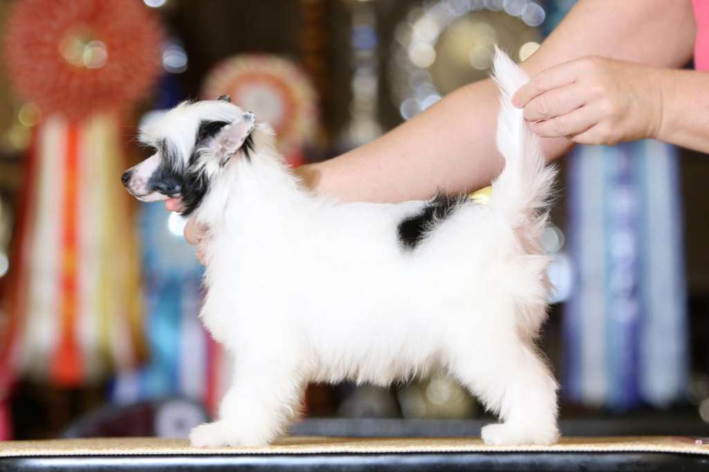 Incanto Del Mondo Zephyr