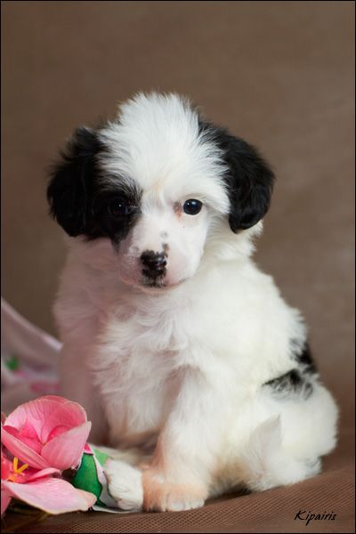 Shelcovij Shlejf  E4