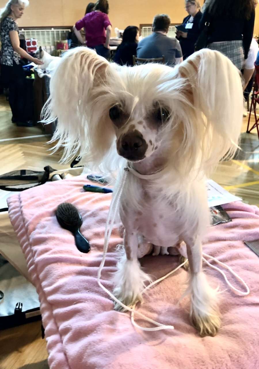 Cinderella  Modry kvet