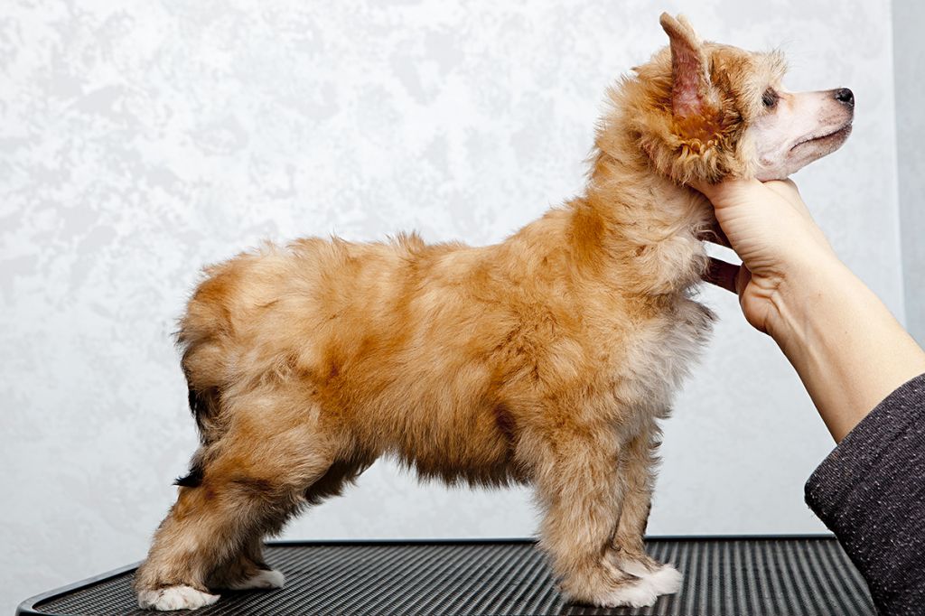 Touch Beauty Justine Elegant