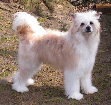 Kukur Baba's Always Handsome